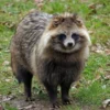 Hewan yang Sangat Unik, 5 Fakta Menarik Mengenai Tanuki, Hewan yang Menjadi Hewan Mitologi Jepang 