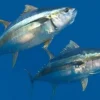 5 Fakta Ikan Tuna, Ikan yang Sangat Disukai Oleh Semua Orang dan Memiliki Kandungan Protein yang Tinggi