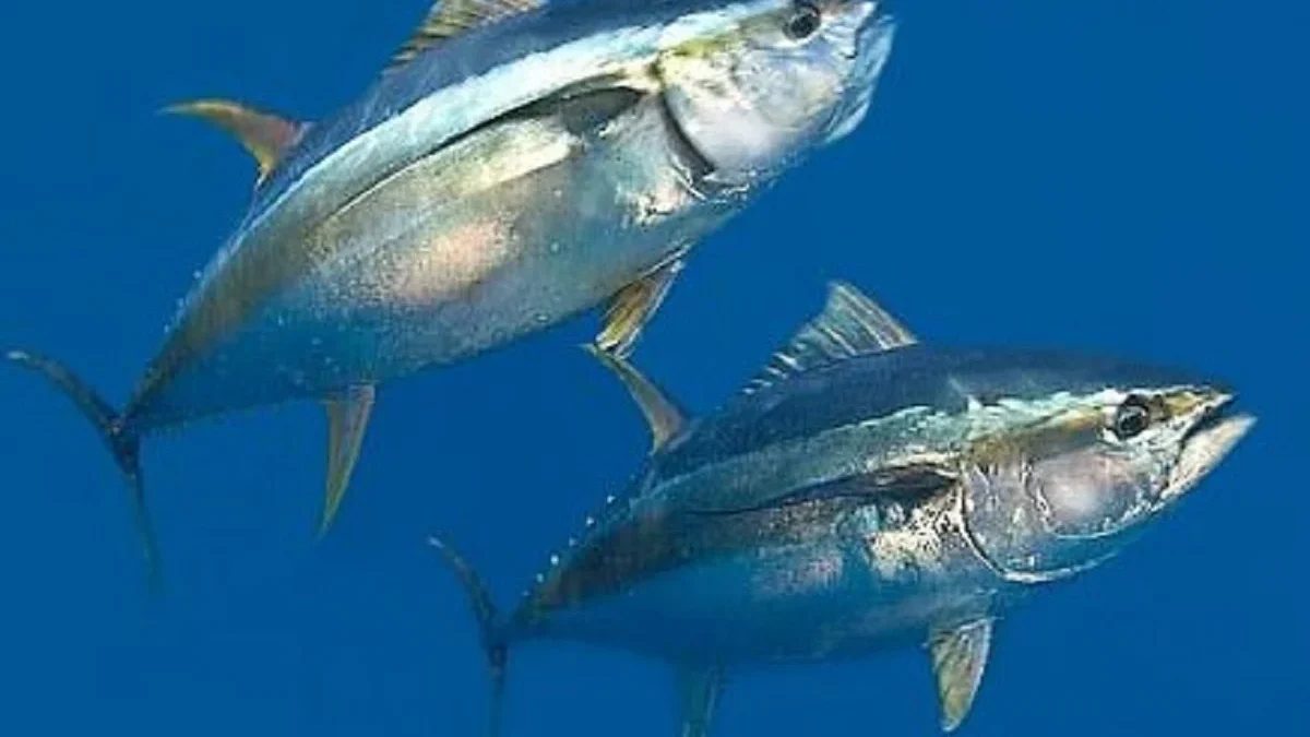 5 Fakta Ikan Tuna, Ikan yang Sangat Disukai Oleh Semua Orang dan Memiliki Kandungan Protein yang Tinggi