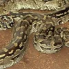 Bisa Memiliki Tubuh yang Sangat Besar, 5 Fakta Tentang Python Sebae yang Mungkin Belum Kamu Ketahui