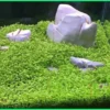 7 Tanaman Darat untuk Aquascape yang Cantik dan Mudah Dirawat, Bisa Jadi Filter Alami!