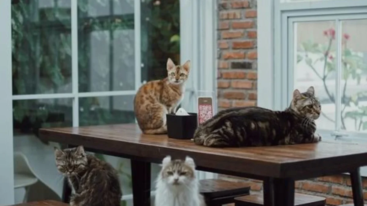 Spot Instagramable dan Kucing Lucu? Inilah 5 Kafe Kucing di Jabodetabek untuk Dikunjungi