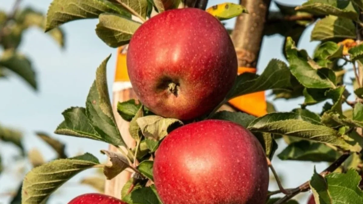 10 Buah yang Bikin Perut Rata, Dijamin Bikin Kamu Makin Pede!