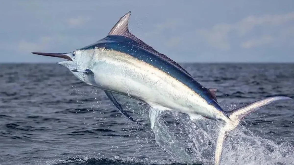 10 Ikan dengan Kandungan Merkuri Tinggi, Wajib Cek Sebelum Beli