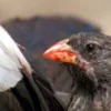 Tak Biasa, 5 Fakta Menarik Tentang Burung Vampire Ground Finch, Burung Penghisap Darah 