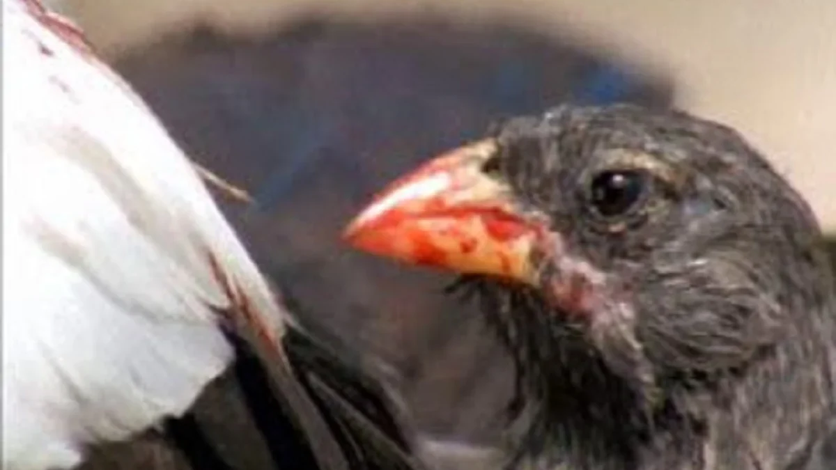 Tak Biasa, 5 Fakta Menarik Tentang Burung Vampire Ground Finch, Burung Penghisap Darah 