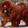 5 Fakta Menarik Tentang Anjing Tibetan Mastiff, Anjing yang Memiliki Surai Seperti Singa 