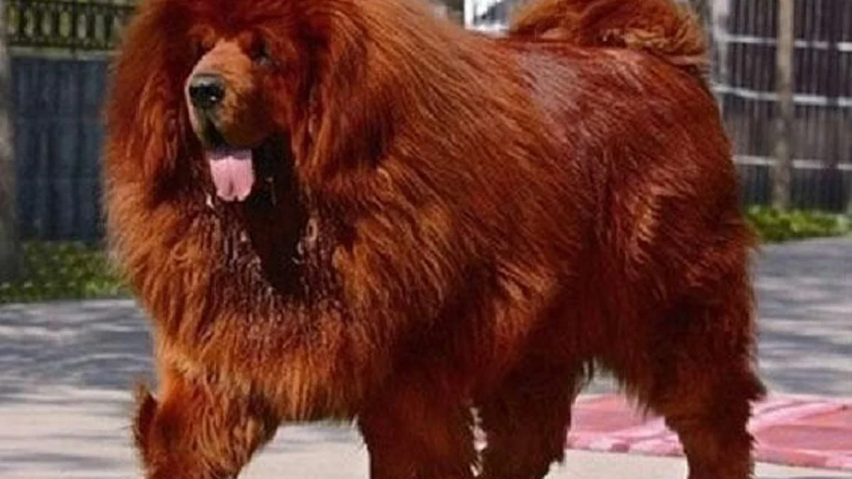 5 Fakta Menarik Tentang Anjing Tibetan Mastiff, Anjing yang Memiliki Surai Seperti Singa 