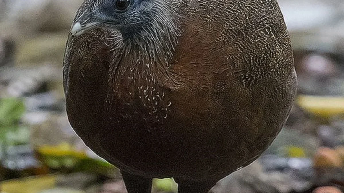 Sudah Sangat Langka, 5 Fakta Menarik Burung Argusianus Argus atau Burung Kuaw Raja