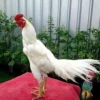 Kamu Suka Ayam yang Bisa Bertarung, 5 Jenis Ayam Petarung yang Populer 