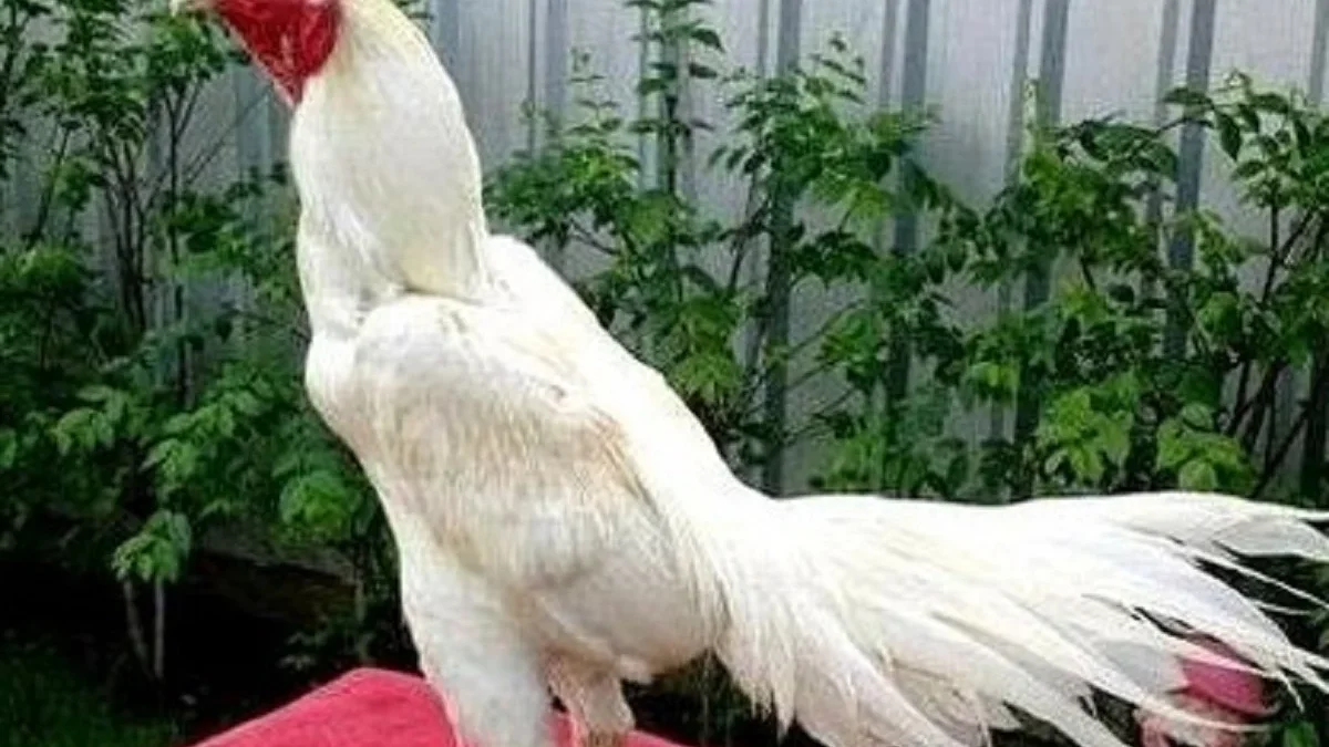 Kamu Suka Ayam yang Bisa Bertarung, 5 Jenis Ayam Petarung yang Populer 