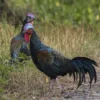 4 Jenis Ayam Hutan yang Ada di Indonesia, Dan Juga Ada Ayam Hasil Persilangan nya 