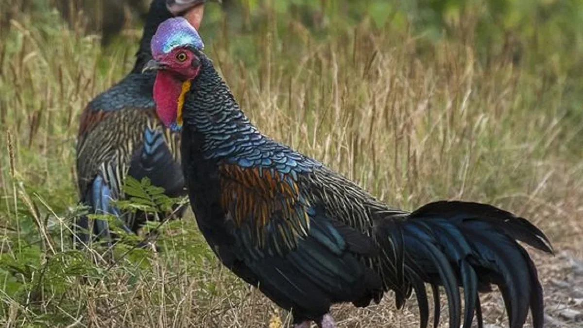 4 Jenis Ayam Hutan yang Ada di Indonesia, Dan Juga Ada Ayam Hasil Persilangan nya 