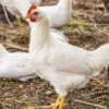 Bisa Menghasilkan Daging Banyak, 5 Jenis Ayam Pedaging yang Biasa Dikonsumsi, Ada yang Dari Indonesia juga 