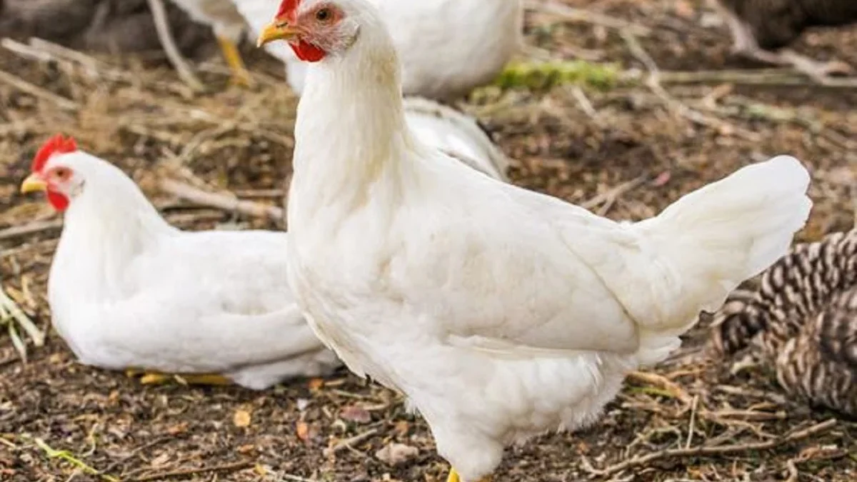 Bisa Menghasilkan Daging Banyak, 5 Jenis Ayam Pedaging yang Biasa Dikonsumsi, Ada yang Dari Indonesia juga 