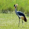 5 Fakta Menarik Burung Jenjang Mahkota, yang Keberadaannya Terancam Punah