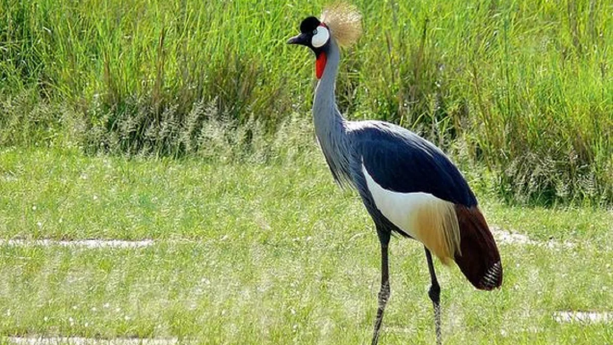 5 Fakta Menarik Burung Jenjang Mahkota, yang Keberadaannya Terancam Punah