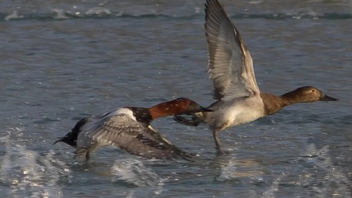 Bebek Selam Terbesar, 5 Fakta Unik Bebek Canvasback, Bebek Selam yang Jago Terbang 