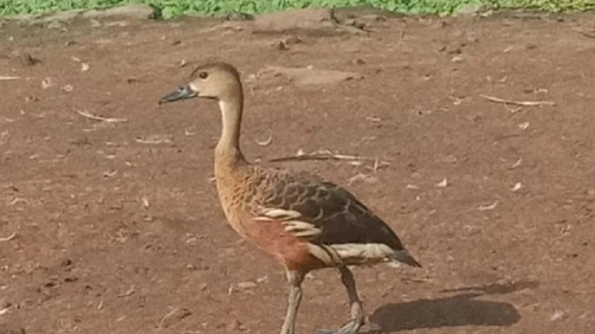 Sangat Enak Sekali, 5 Jenis Burung yang Memiliki Daging Sangat Enak, Ternyata Tidak Kalah Dengan Daging Ayam 