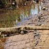 Bisa dijumpai dimana Saja, 6 Fakta Menarik Tentang Varanus salvator atau Biawak