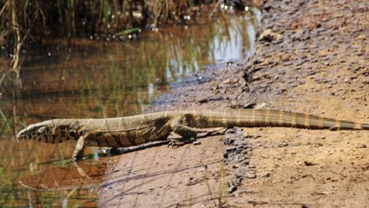 Bisa dijumpai dimana Saja, 6 Fakta Menarik Tentang Varanus salvator atau Biawak