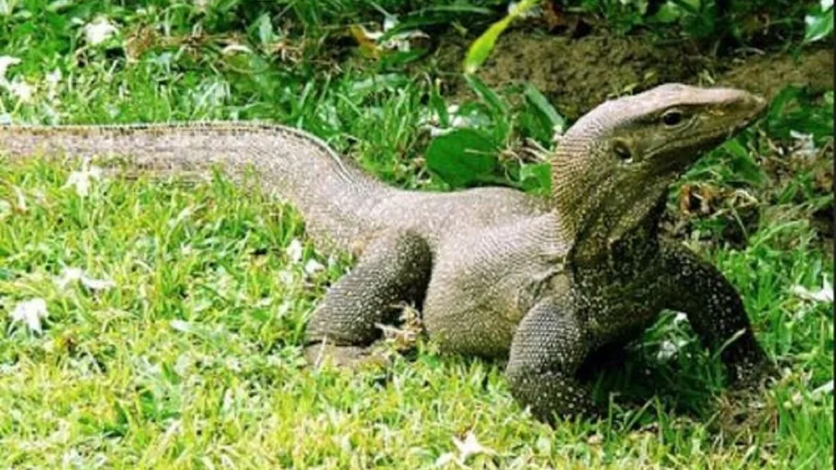 Fakta Menarik Tentang Biawak Jenis Reptil yang Sangat Besar