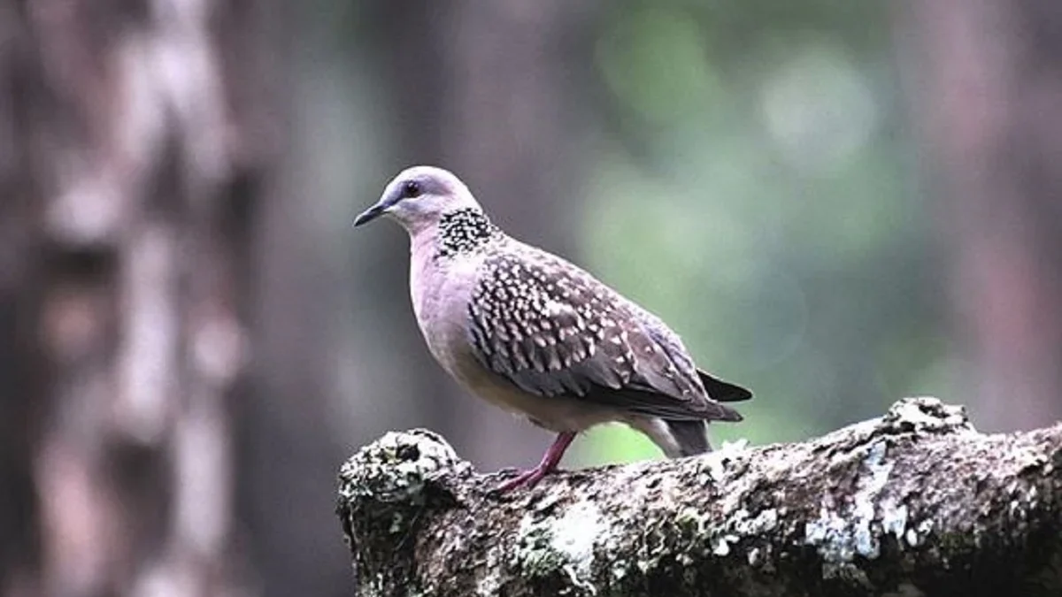 Biasa Menjadi Burung Kicau, 5 Jenis Burung Pemakan biji – bijian 