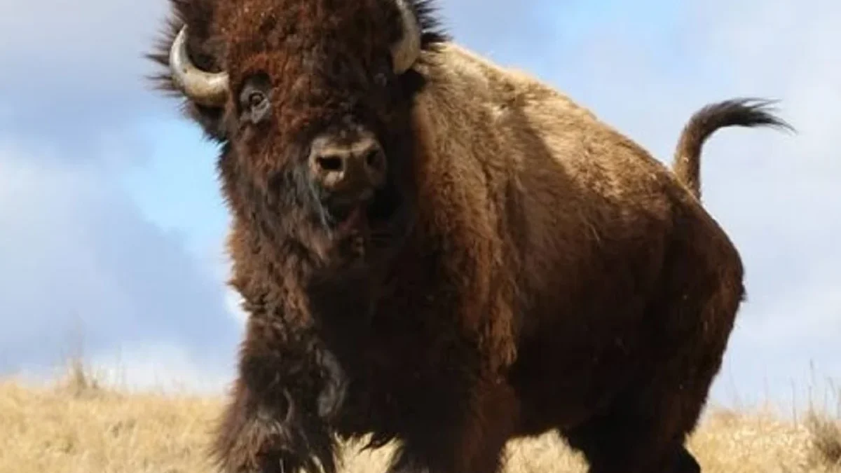 5 Fakta Tentang Bison, Hewan Terbesar yang Berasal dari Amerika Utara