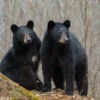 Penampilannya yang Menawan, 4 Satwa Unik yang Hidup di Taman Nasional Banff 