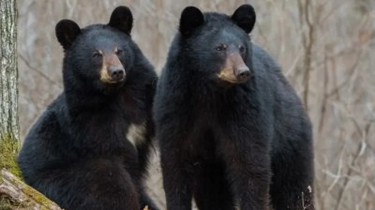 Penampilannya yang Menawan, 4 Satwa Unik yang Hidup di Taman Nasional Banff 