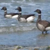 Sangat Mirip Sekali, 4 Unggas yang Sangat Mirip Dengan Bebek, Bahkan Penampilan nya Sangat Mirip 