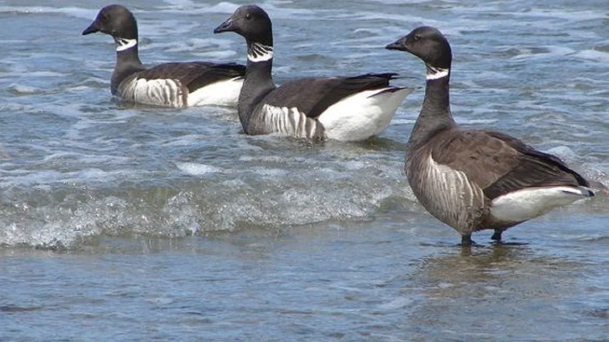 Sangat Mirip Sekali, 4 Unggas yang Sangat Mirip Dengan Bebek, Bahkan Penampilan nya Sangat Mirip 