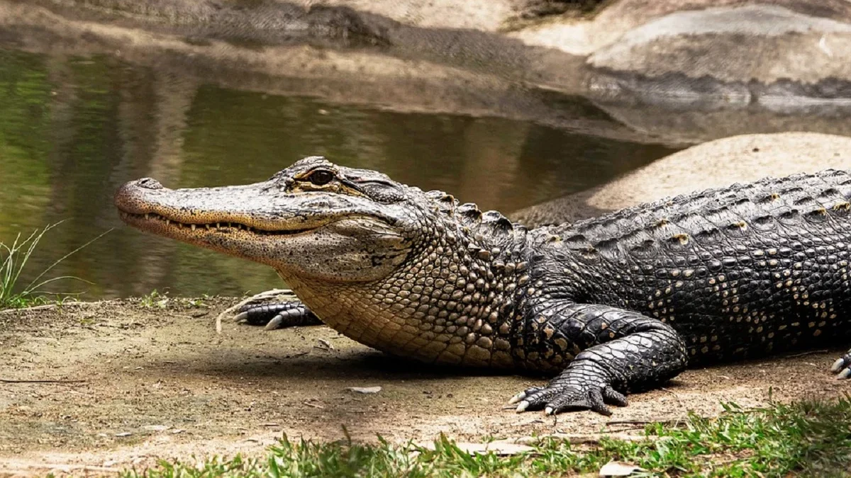 4 Fakta Menarik Buaya Air Tawar Australia, Ternyata Menjadi Mangsa Bagi Hewan Lain 