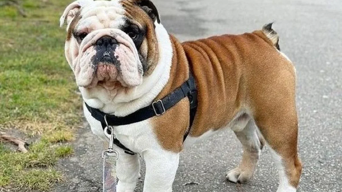 5 Fakta Menarik Tentang Anjing Bulldog, Anjing yang Sangat Ramah 