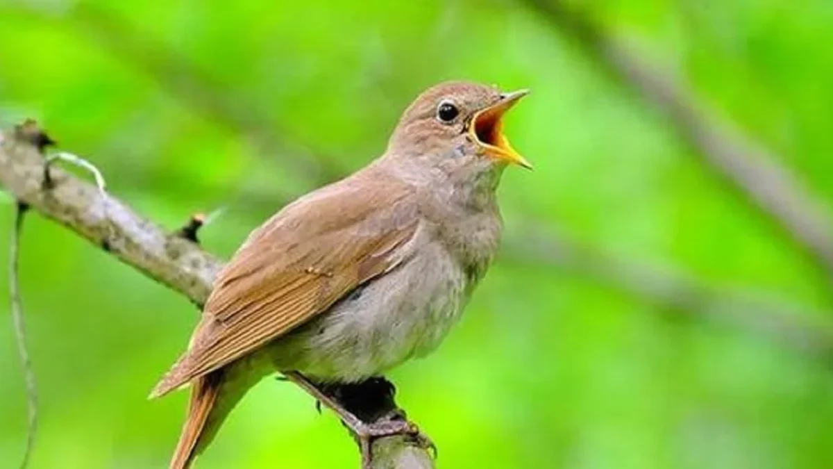 Kamu Punya Burung Berikut Adalah 5 Cara Tips Merawat Burung Agar Gacor dan Sehat