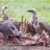 5 Fakta Menarik Burung Hering, Si Pemakan Bangkai dan Pembersih yang Sangat Penting  