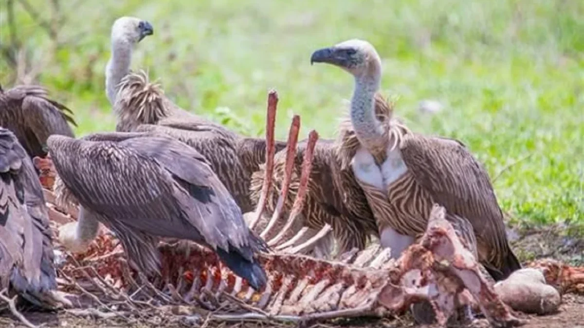 5 Fakta Menarik Burung Hering, Si Pemakan Bangkai dan Pembersih yang Sangat Penting  