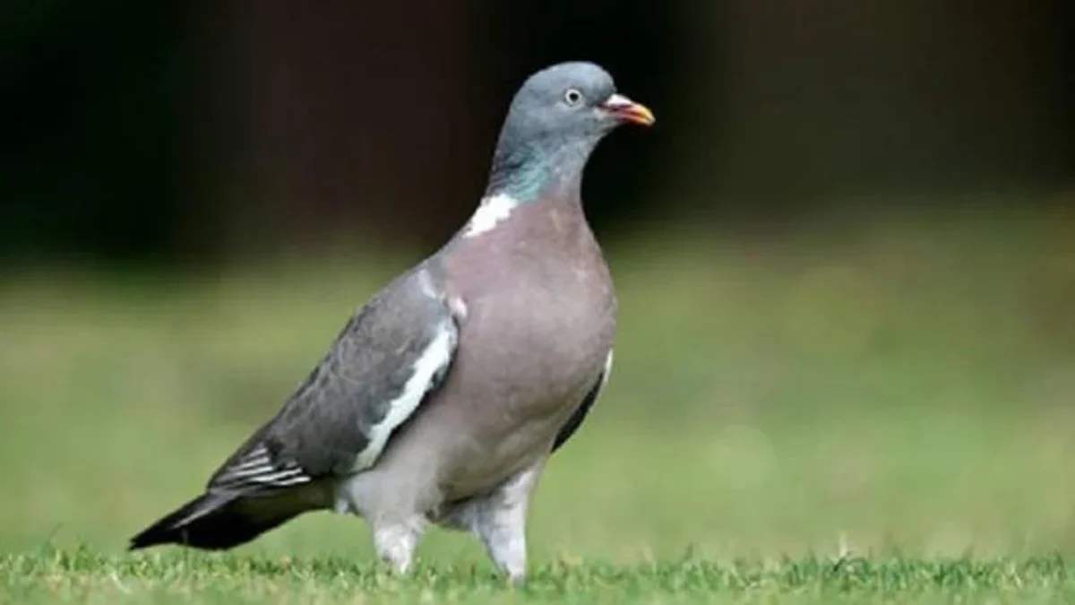 Agar Daginya Lunak dan Lezat, 5 Cara Memasak Burung Dara Agar Dagingya Enak dan Lunak