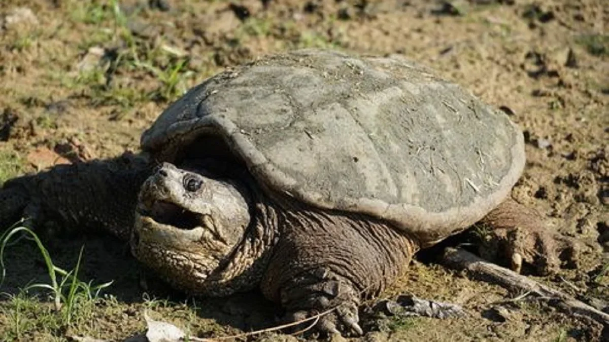 5 Fakta Mengenai Cammon Snapping Turtle yang Gigitannya Bisa Mematahkan Jari Orang 