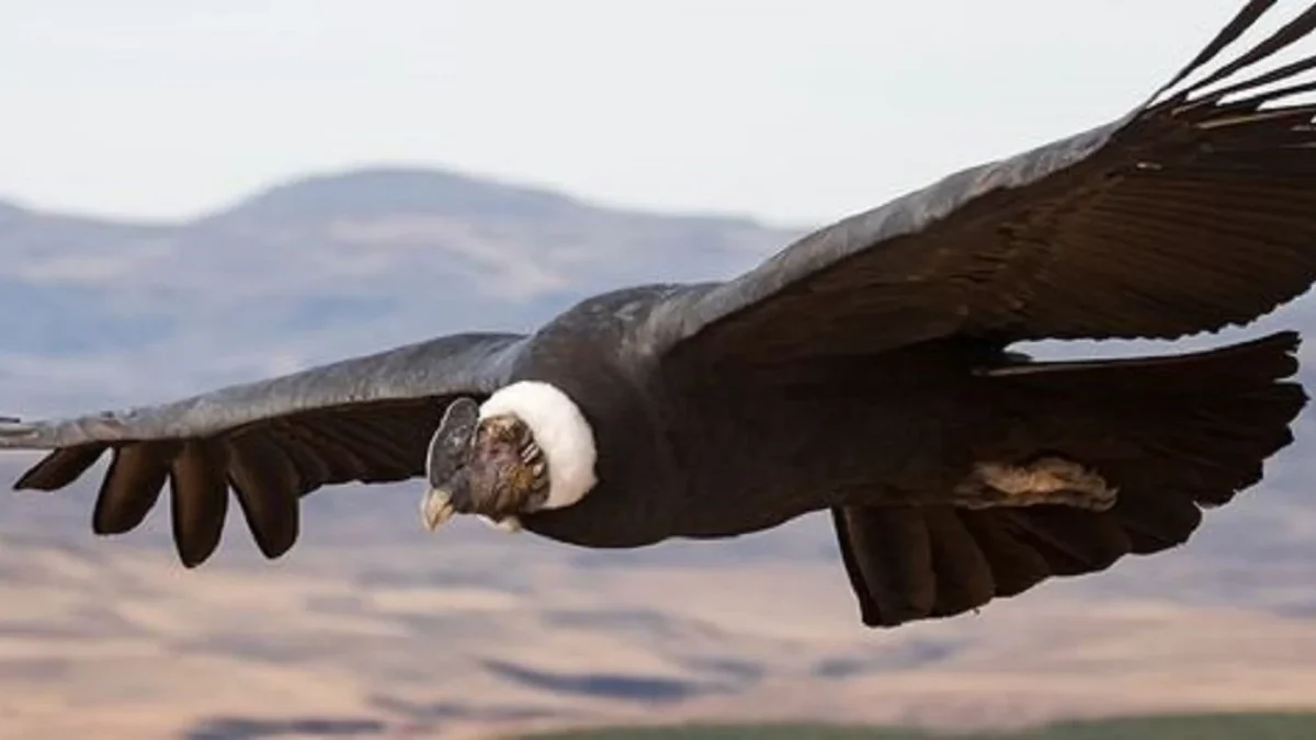 Berkepala Botak, 5 Fakta Menarik Burung Condor Andes, Burung Pemangsa dan Pemakan Bangkai Terbesar 