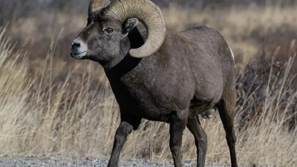 Memiliki Tanduk yang Besar, 7 Fakta Domba Bighorn yang Sangat Agresif Apabila Musim Kawin Tiba 