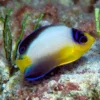 Kamu Suka Ikan Hias Laut, 5 Jenis Ikan Dwarf Angelfish yang Bisa Dipelihara pada Aquarium Air Laut, 