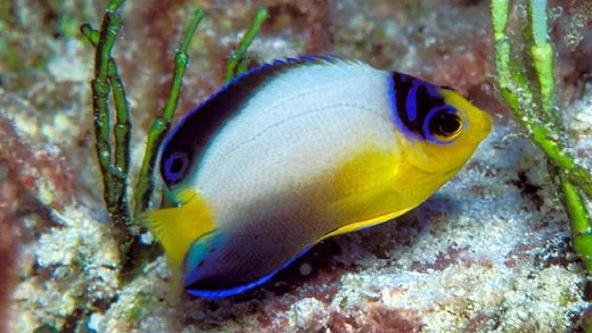 Kamu Suka Ikan Hias Laut, 5 Jenis Ikan Dwarf Angelfish yang Bisa Dipelihara pada Aquarium Air Laut, 