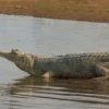 5 Fakta Menarik Buaya Gharial, Jenis Buaya Bermoncong Pipih yang Terancam Punah 