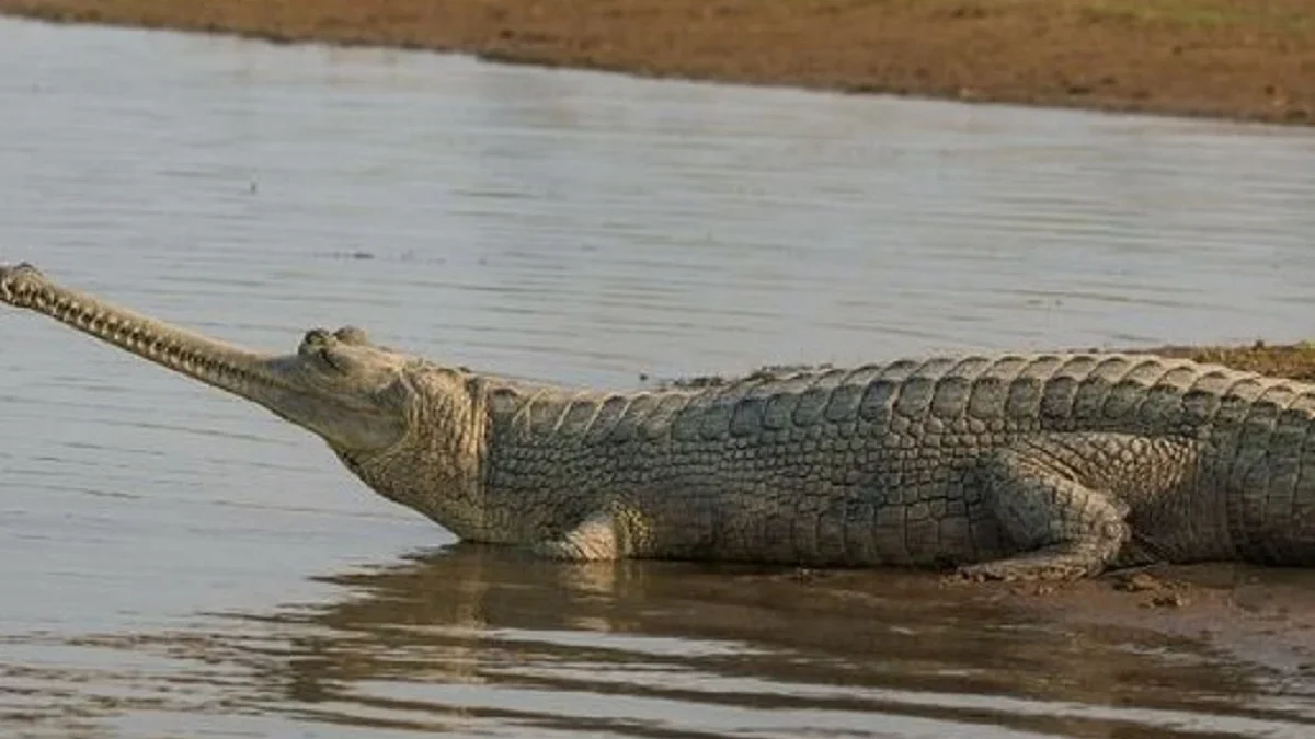 5 Fakta Menarik Buaya Gharial, Jenis Buaya Bermoncong Pipih yang Terancam Punah 