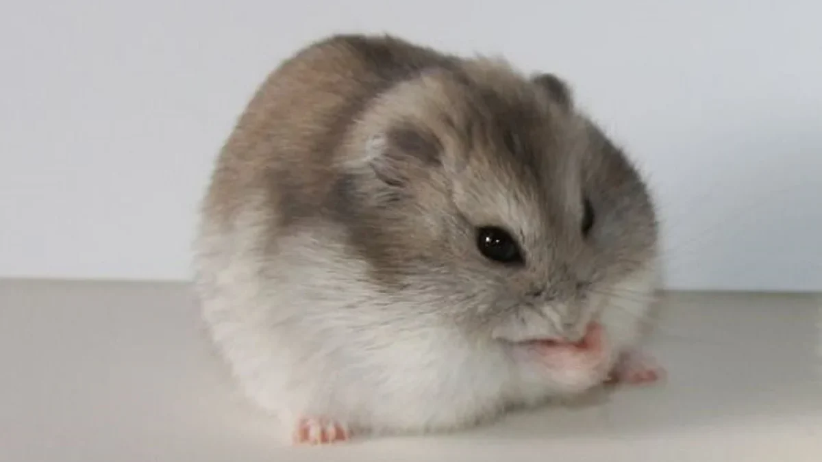 Kamu Baru Memiliki Hamster, 5 Tips Merawat Hamster Bagi Pemula 