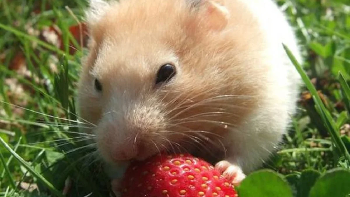 Hamter Kamu Mogok Makan Inilah Penyebabnya, 4 Penyebab Hamster Tidak Mau Makan 