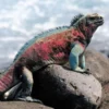 Jenis Iguana yang Sangat Unik, 5 Fakta Unik Iguana galapagos, Reptil yang Bisa Menyelam Di Laut 