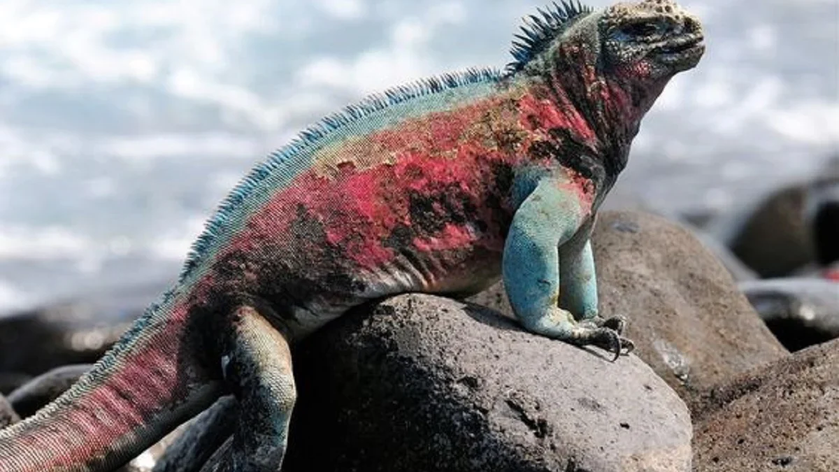 Jenis Iguana yang Sangat Unik, 5 Fakta Unik Iguana galapagos, Reptil yang Bisa Menyelam Di Laut 