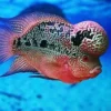 5 Jenis Ikan Louhan yang Sangat Populer dan Memiliki Warna yang Sangat Cantik